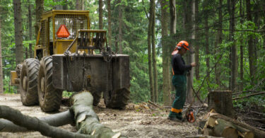 Setor florestal emprega 42 milhões de pessoas a nível global, mas regista quebra na última década