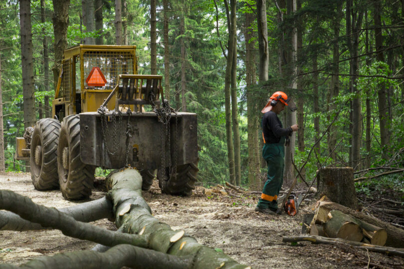 Setor florestal emprega 42 milhões de pessoas a nível global, mas regista quebra na última década