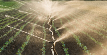 Da ETAR ao campo: Projeto português quer levar água reutilizada à agricultura