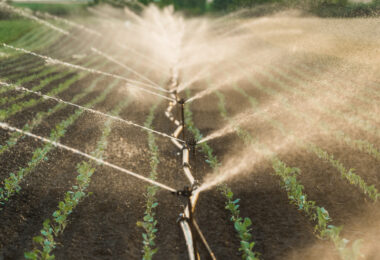 Da ETAR ao campo: Projeto português quer levar água reutilizada à agricultura