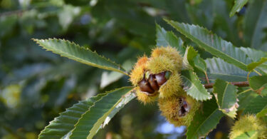 Estudo identifica genes que podem ajudar a combater a doença da tinta nos castanheiros