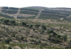 Gestão florestal sustentável das novas plantações com sobreiro – Monitorização de longo prazo na região da Chamusca