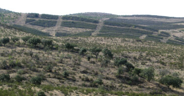 Gestão florestal sustentável das novas plantações com sobreiro – Monitorização de longo prazo na região da Chamusca