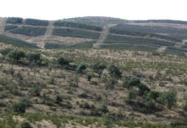Gestão florestal sustentável das novas plantações com sobreiro – Monitorização de longo prazo na região da Chamusca