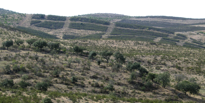Gestão florestal sustentável das novas plantações com sobreiro – Monitorização de longo prazo na região da Chamusca