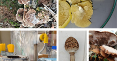 Recursos endógenos florestais na obtenção de pigmentos naturais