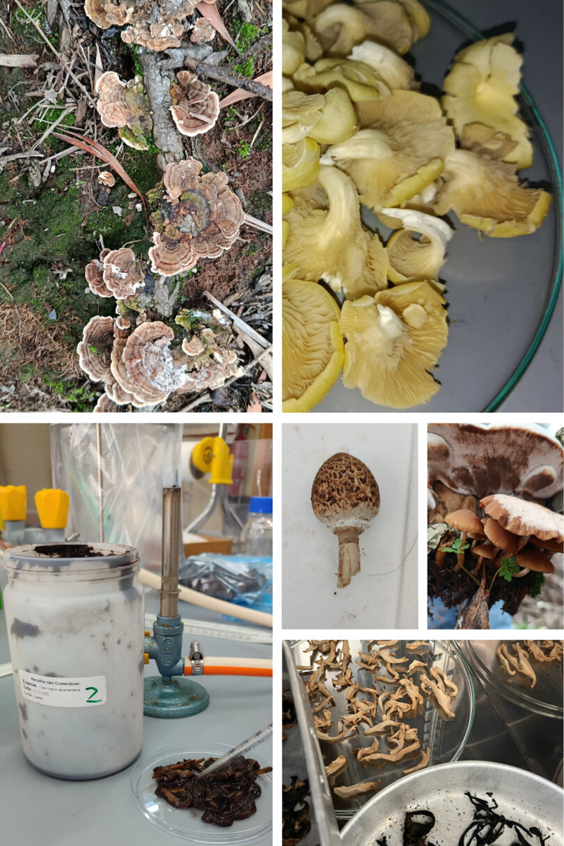 Recursos endógenos florestais na obtenção de pigmentos naturais