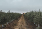 Herdade da Figueirinha certificada em toda a cadeia de valor do azeite