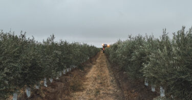 Herdade da Figueirinha certificada em toda a cadeia de valor do azeite