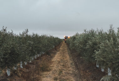 Herdade da Figueirinha certificada em toda a cadeia de valor do azeite