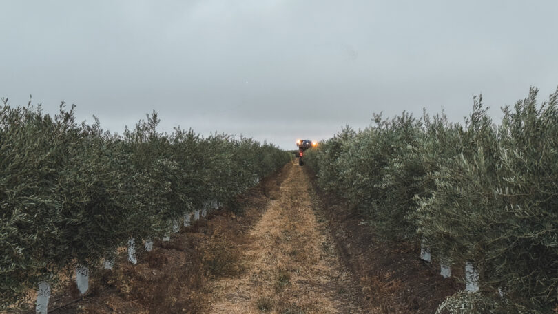 Herdade da Figueirinha certificada em toda a cadeia de valor do azeite