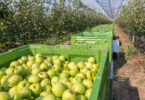 Portugal Fresh investe 2,7 milhões de euros até 2027 na internacionalização do setor hortofrutícola