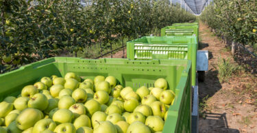 Portugal Fresh investe 2,7 milhões de euros até 2027 na internacionalização do setor hortofrutícola