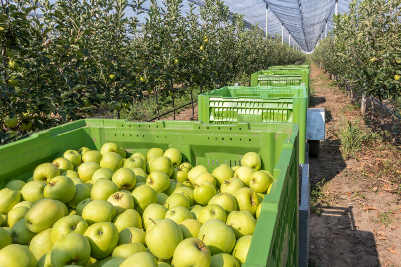 Portugal Fresh investe 2,7 milhões de euros até 2027 na internacionalização do setor hortofrutícola