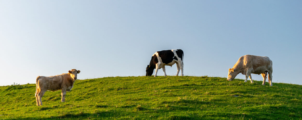 Resistência antimicrobiana pode gerar perdas de 318 mil milhões de dólares na pecuária até 2040