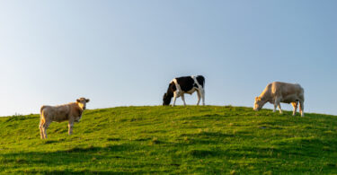 Estudo aponta que 98% das alegações ambientais no setor da carne e lacticínios são greenwashing