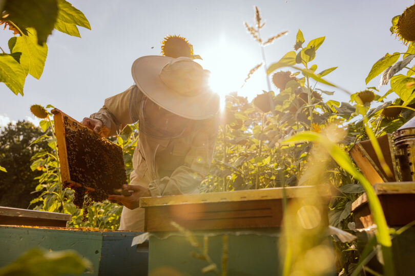 Colmeias em explorações agrícolas cresceram 16% na UE em três anos