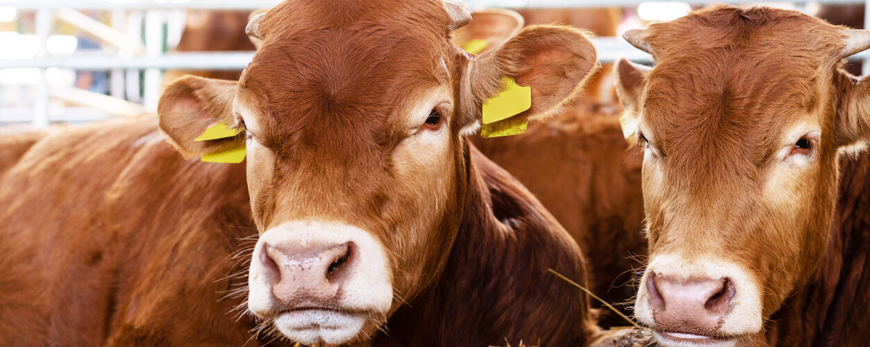 Subfinanciamento da saúde animal aumenta riscos para a produção pecuária, diz relatório