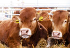 Subfinanciamento da saúde animal aumenta riscos para a produção pecuária, diz relatório