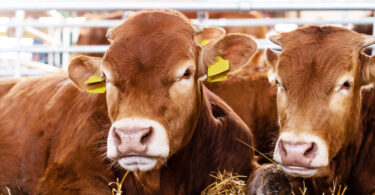 Subfinanciamento da saúde animal aumenta riscos para a produção pecuária, diz relatório
