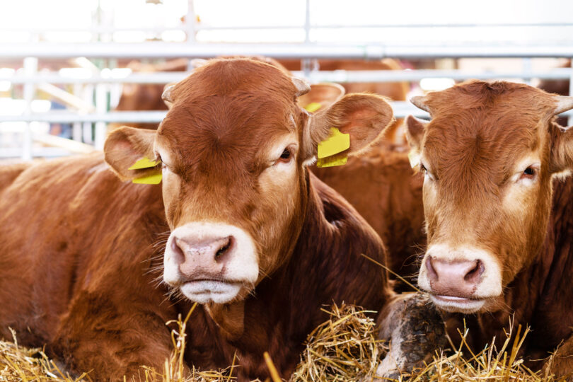 Subfinanciamento da saúde animal aumenta riscos para a produção pecuária, diz relatório
