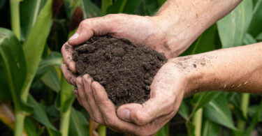 Maioria dos consumidores europeus desconhece o conceito de agricultura regenerativa