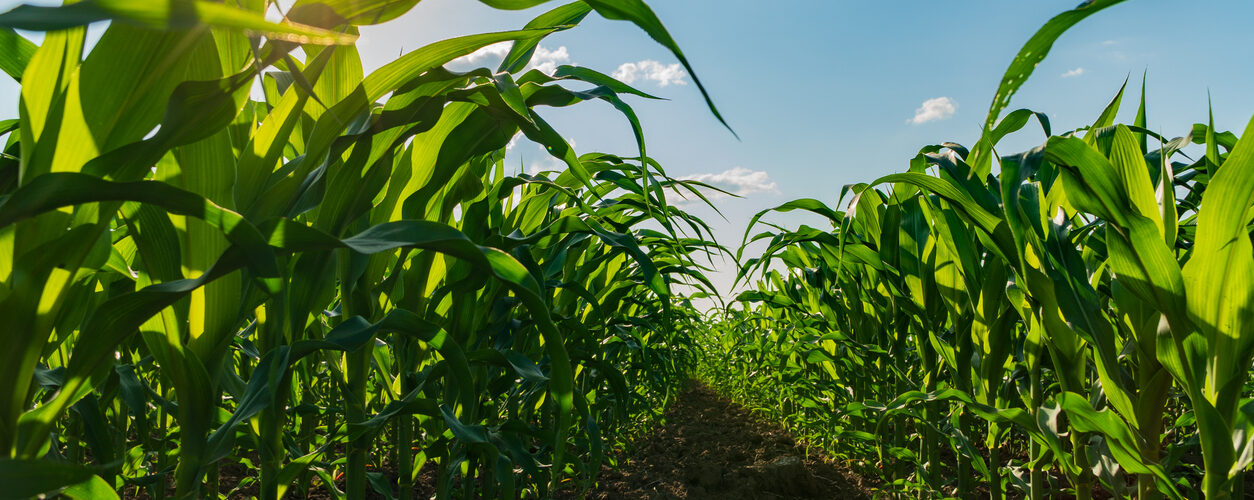 Produção agrícola sem pesticidas mostra resultados positivos em França