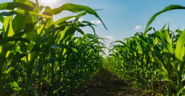 Produção agrícola sem pesticidas mostra resultados positivos em França