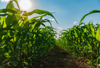 Produção agrícola sem pesticidas mostra resultados positivos em França
