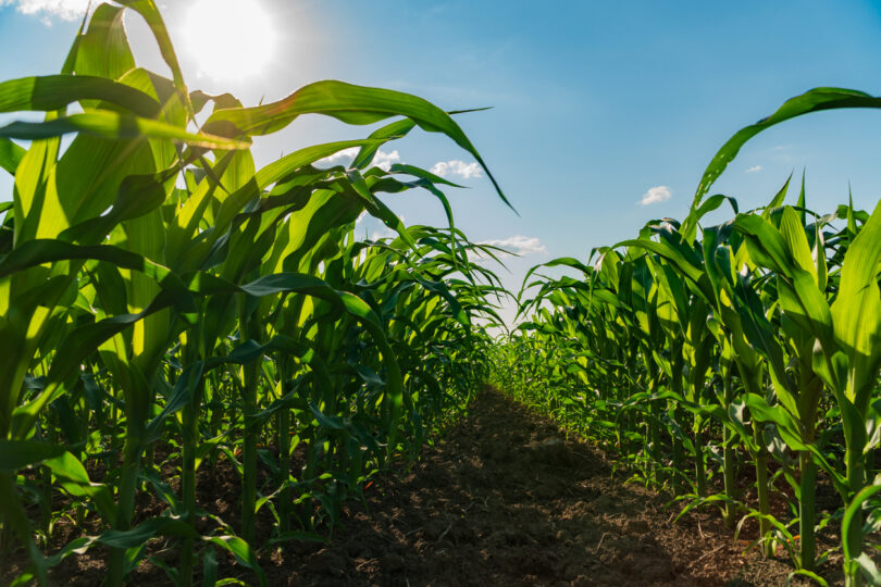Produção agrícola sem pesticidas mostra resultados positivos em França
