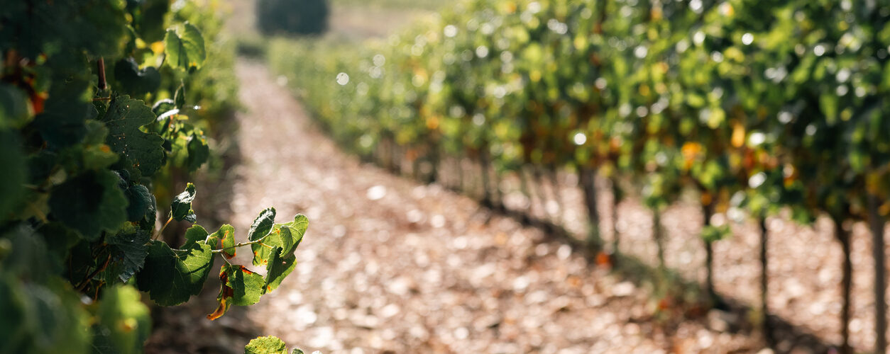 Produção mundial de vinho diminui pelo sexto ano consecutivo