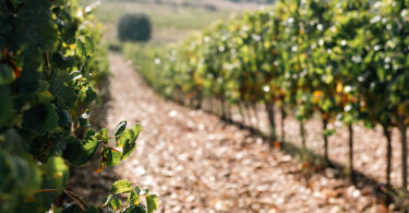 Produção mundial de vinho diminui pelo sexto ano consecutivo