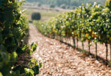 Produção mundial de vinho diminui pelo sexto ano consecutivo