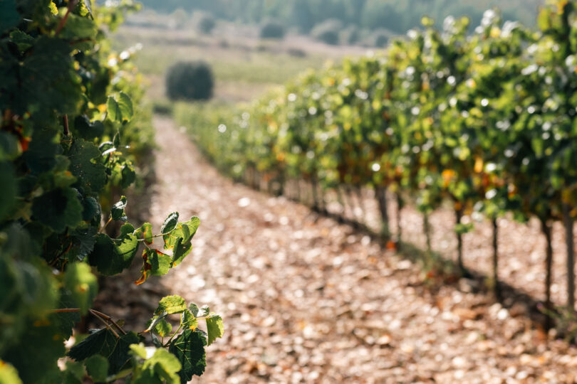 Produção mundial de vinho diminui pelo sexto ano consecutivo