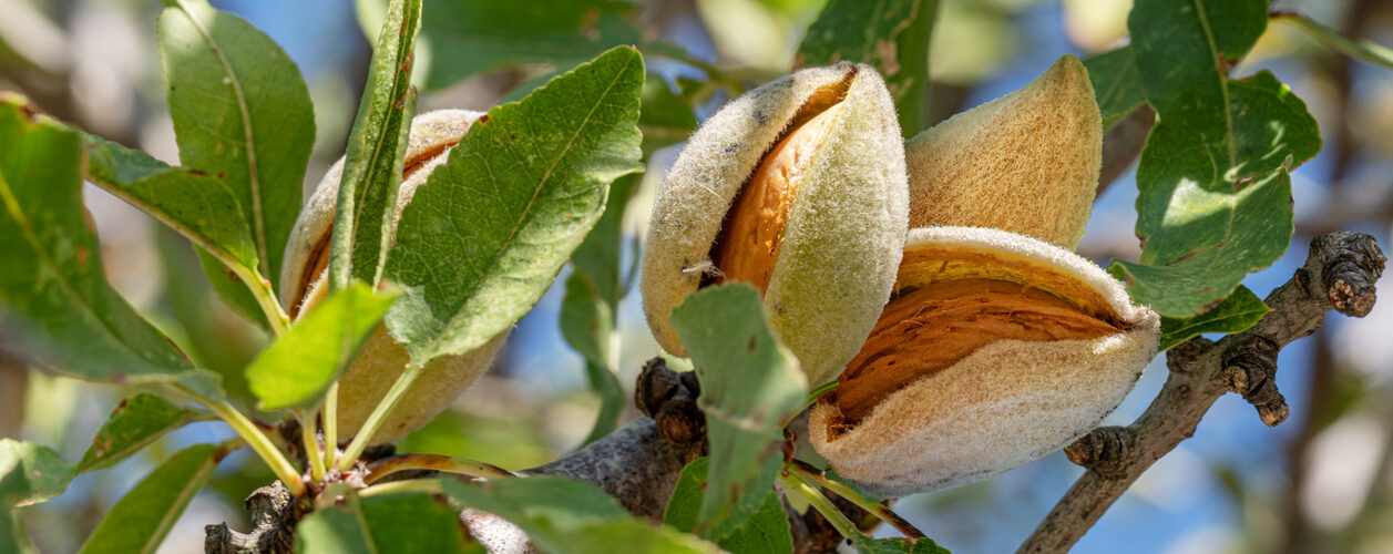 Exportações portuguesas de frutos secos atingiram um novo recorde em 2025