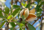 Exportações portuguesas de frutos secos atingiram um novo recorde em 2025