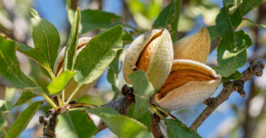 Exportações portuguesas de frutos secos atingiram um novo recorde em 2025