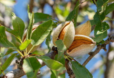 Exportações portuguesas de frutos secos atingiram um novo recorde em 2025