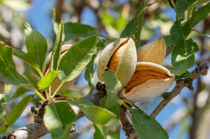 Exportações portuguesas de frutos secos atingiram um novo recorde em 2025