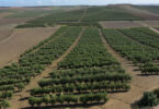 Todolivo I-15P: Imparável em quilos de azeite por hectare nos ensaios de Melhoramento Genético conduzidos por Todolivo