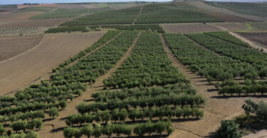 Todolivo I-15P: Imparável em quilos de azeite por hectare nos ensaios de Melhoramento Genético conduzidos por Todolivo