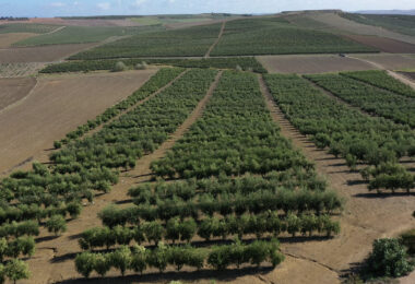 Todolivo I-15P: Imparável em quilos de azeite por hectare nos ensaios de Melhoramento Genético conduzidos por Todolivo