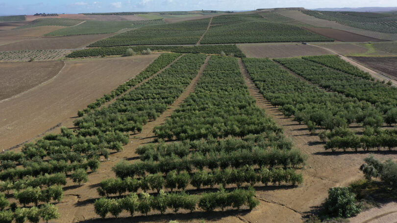 Todolivo I-15P: Imparável em quilos de azeite por hectare nos ensaios de Melhoramento Genético conduzidos por Todolivo