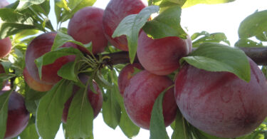 Coleção varietal de ameixeiras do INIAV: Fenologia e características físico-químicas dos frutos