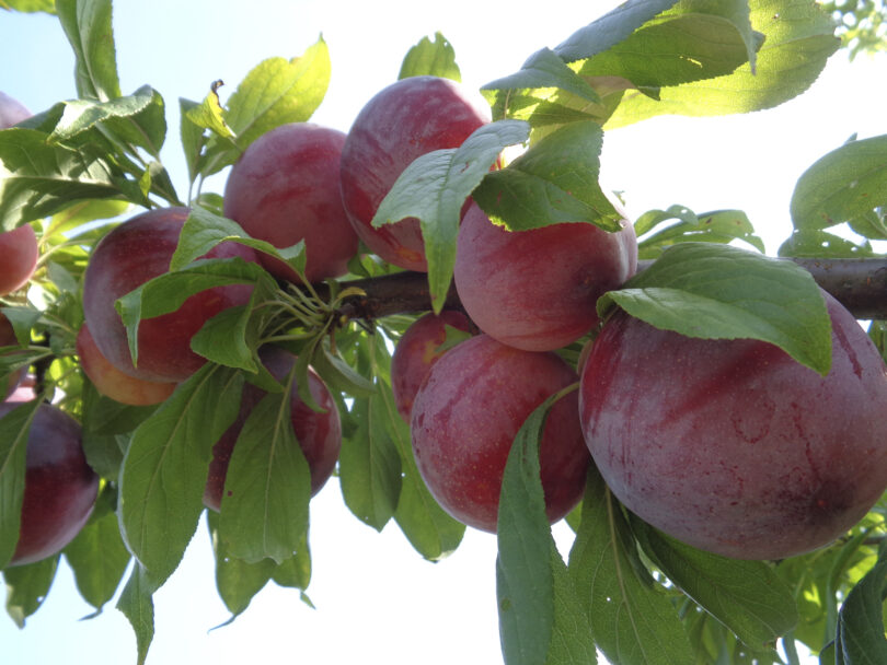 Coleção varietal de ameixeiras do INIAV: Fenologia e características físico-químicas dos frutos