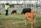 Como 40 vacas maronesas vão ajudar a prevenir incêndios em Vila Pouca de Aguiar?
