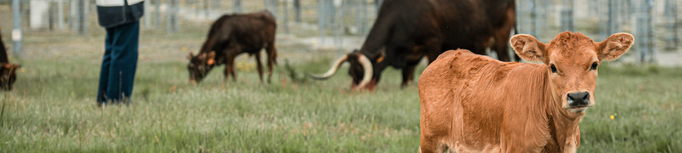 Como 40 vacas maronesas vão ajudar a prevenir incêndios em Vila Pouca de Aguiar?