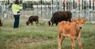 Como 40 vacas maronesas vão ajudar a prevenir incêndios em Vila Pouca de Aguiar?