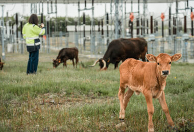 Como 40 vacas maronesas vão ajudar a prevenir incêndios em Vila Pouca de Aguiar?