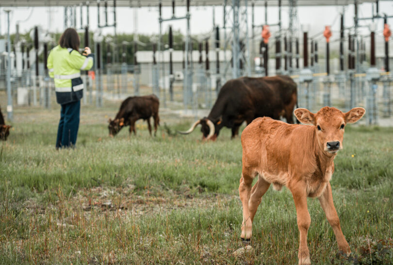 Como 40 vacas maronesas vão ajudar a prevenir incêndios em Vila Pouca de Aguiar?